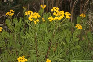 Renfana, Tanacetum vulgare